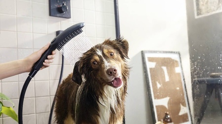 Ручной душ для мытья собак Hansgrohe DogShower 26640670 черный матовый