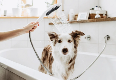 Ручной душ для мытья собак Hansgrohe DogShower 26640700 белый матовый
