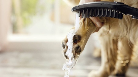 Ручной душ для мытья собак Hansgrohe DogShower 26640670 черный матовый