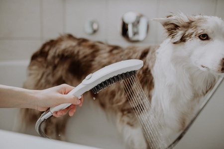 Ручной душ для мытья собак Hansgrohe DogShower 26640700 белый матовый
